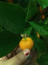 Tiny orange plant